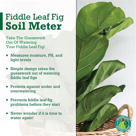 moisture meter level for monstera|monstera water level.